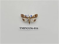 藏品(螟蛾314)的圖片